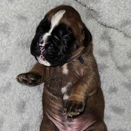 Bright Purple collar- Fawn Female - Fawn female Boxer puppy in Gloucester, Virginia from Keen Boxers