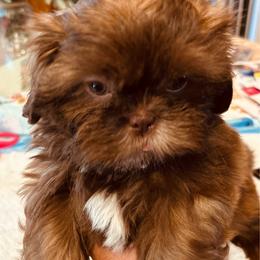Tibby - Sable male Shih Tzu puppy in Victorville, California from Precioustzus