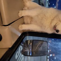 Gabby - Samoyed