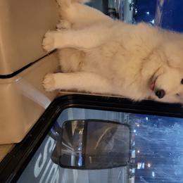 Gabby - Samoyed