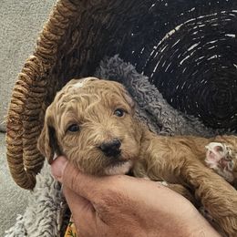Bernedoodle, Bernese Mountain Dog, Cavapoo, Goldendoodle, and Poodle Puppies from Happy Valley Puppies