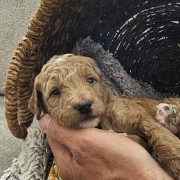 Bernedoodle, Bernese Mountain Dog, Cavapoo, Goldendoodle, and Poodle Puppies from Happy Valley Puppies