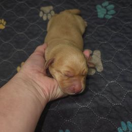 Juno - Yellow female Labrador Retriever puppy in Elloree, South Carolina from Moonlight Kennels LLC