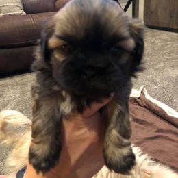 Shih Tzus from Shih_tzufam3