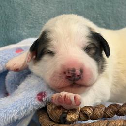 Red collar male - White and badger male Great Pyrenees puppy in Fair Grove, Missouri from Allen Wags & Woolies