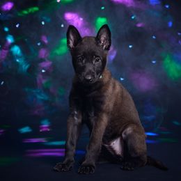 Ahsoka - Mahogany female Belgian Malinois puppy in Sanger, Texas from Faubion Malinois