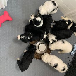 Sheepadoodle Puppies from Narrow Path Puppies