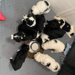Sheepadoodle Puppies from Narrow Path Puppies