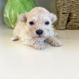 Sunny - Cream female Maltipoo puppy in Wendell, North Carolina from Teddys Teddy Bears