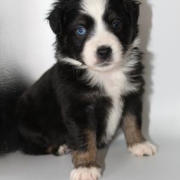 Miniature Australian Shepherd Puppies from Triple Branch Aussies
