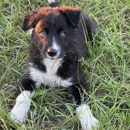 Border Collie Puppies from Sugar Hill Border Collies