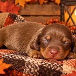Copper - Chocolate and tan male Dachshund puppy in Port Saint Lucie, Florida from ThePuppyVille
