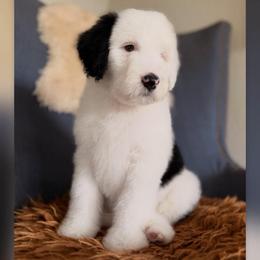 Cowboy - Black and white male Sheepadoodle puppy in Vernonia, Oregon from Life Unleashed Farm