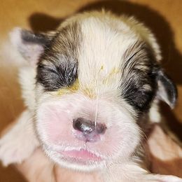 OFA Health Tested BROWN - White and badger male Great Pyrenees puppy in Lynchburg, Tennessee from Flashlight Farmers AKC Great Pyrenees