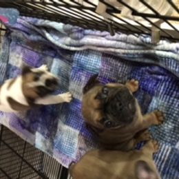 French Bulldog Puppies from PNW French Bulldogs