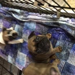 French Bulldog Puppies from PNW French Bulldogs