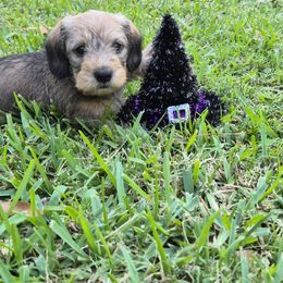Squirrel - Wild boar male Dachshund puppy in Deville, Louisiana from Jennifer Starkey