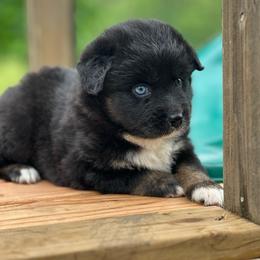 Belle - Black tri female Miniature Australian Shepherd puppy in Doddridge, Arkansas from Huddleston Farm