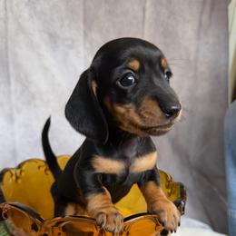 Adele - Black and tan female Dachshund puppy in Lakeland, Florida from Cynthia’s Royal Dachshunds