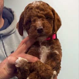 Pink collar girl - Red  female Poodle puppy in Henefer, Utah from Mountain Valley Poodles