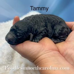 Tammy - Silver female Poodle puppy in Greenville, North Carolina from Grace Poodles