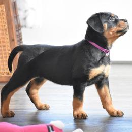Fiona - Black and mahogany female Rottweiler puppy in Catawissa, Pennsylvania from Sharp Ridge Rottweilers