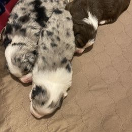 Toy Australian Shepherd Puppies from MN Pomme De Terre Aussies