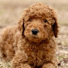 Nutmeg - Red  male Poodle puppy in Grimsley, Tennessee from Above Standard Poodles