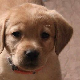Labrador Retriever Puppies from Pondside Retrievers
