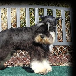 JAZZ MAN - Miniature Schnauzer