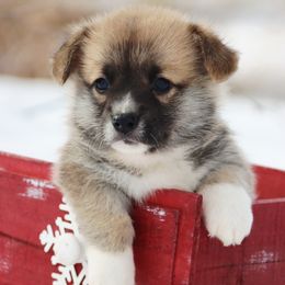 Gecko - Sable male Pembroke Welsh Corgi puppy in Pollock, Missouri from Northstar