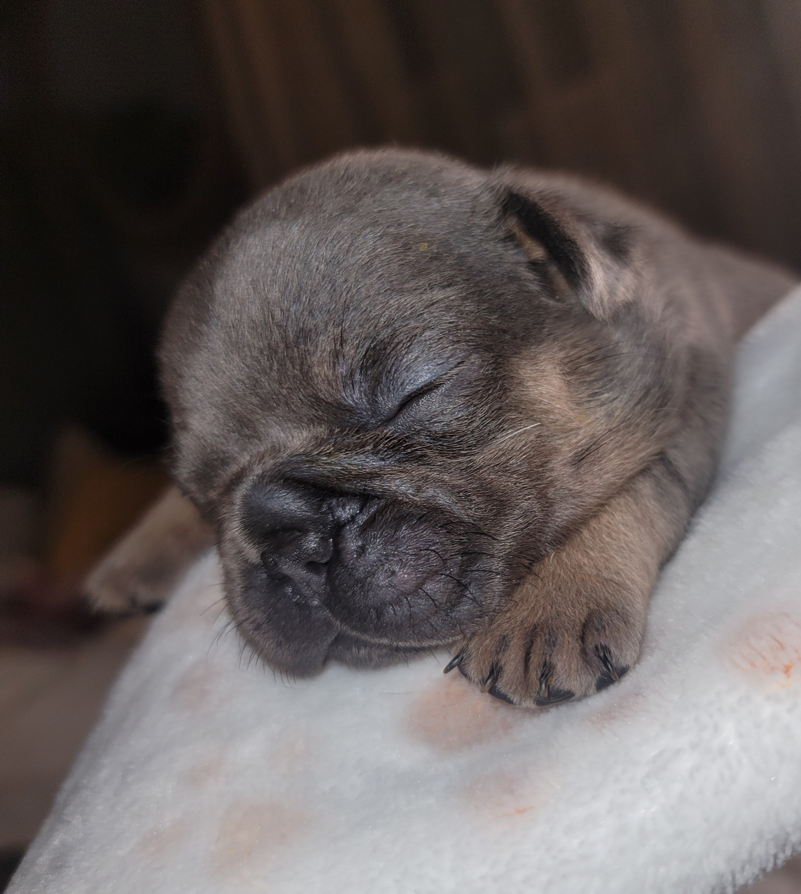 French Bulldog Puppies from Culichitown Frenchies