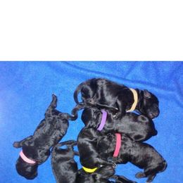Portuguese Water Dog Puppies from McKnights PWDs