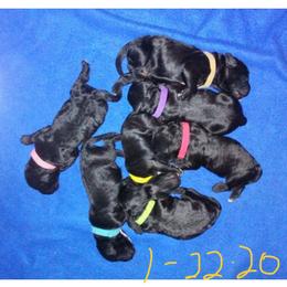 Portuguese Water Dog Puppies from McKnights PWDs