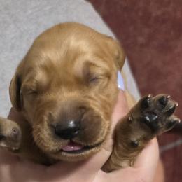 Breeze - Dark golden female Golden Retriever puppy in Princeton, Minnesota from Bewitched Goldens