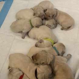 Lapis - Golden male Golden Retriever puppy in Aliso Viejo, California from Golden Puppy Dog