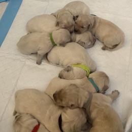 Lapis - Golden male Golden Retriever puppy in Aliso Viejo, California from Golden Puppy Dog
