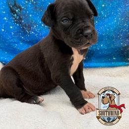 Luci - Black male Great Dane puppy in White City, Kansas from Southwind Great Danes