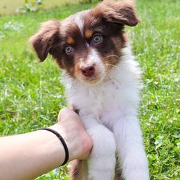 Rhea - Red tri-color female Australian Shepherd puppy in Noblesville, Indiana from Saturn’s Rising Collies & Aussies