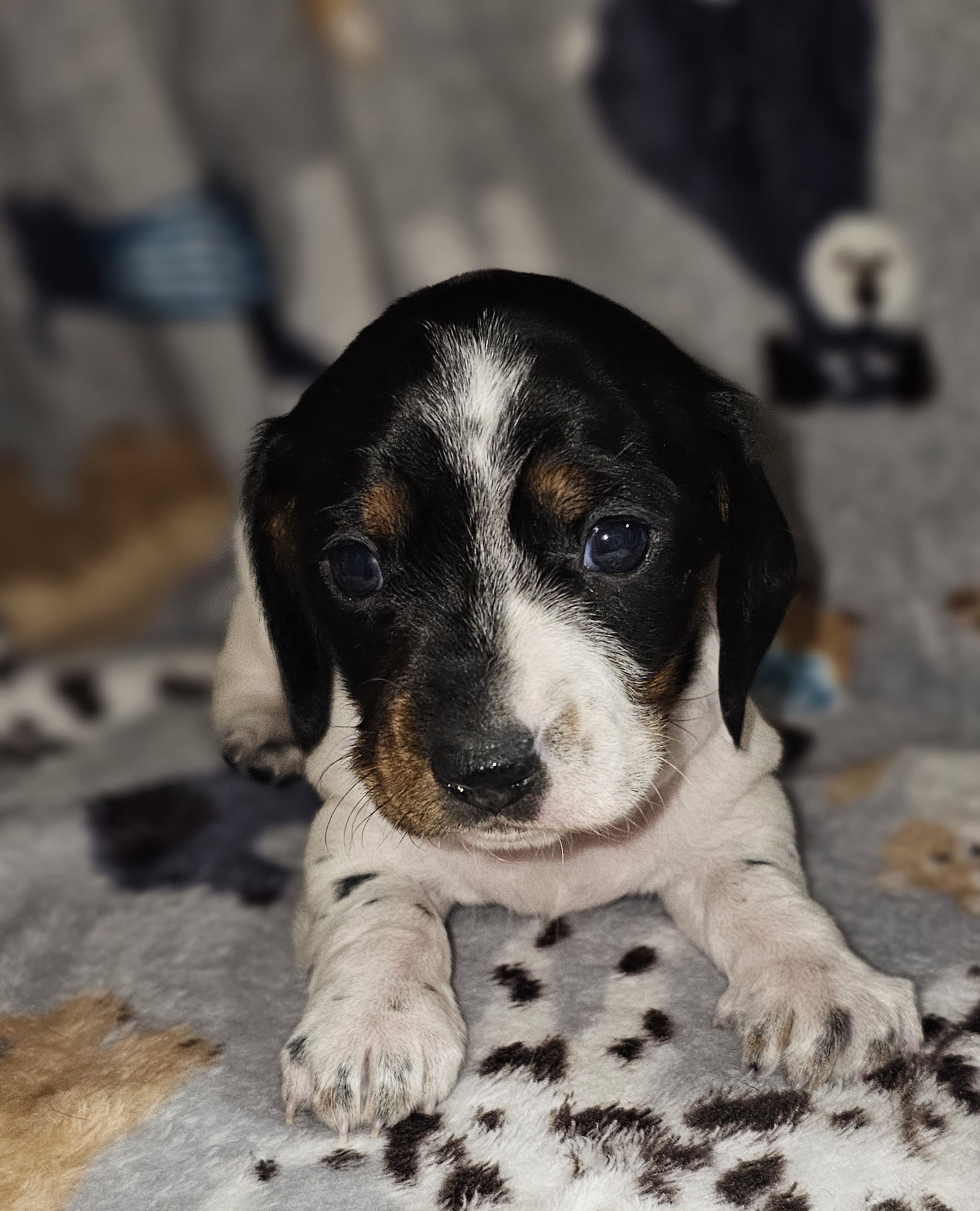 Dachshund and Poodle Puppies from Norman's Mini doxies