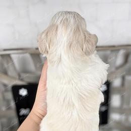 Ghost - Parti male Miniature Schnauzer puppy in Hockley, Texas from Dixieland Miniature Schnauzers