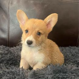 WM F1 - Red female Pembroke Welsh Corgi puppy in Stockton, Iowa from Infinity Corgis