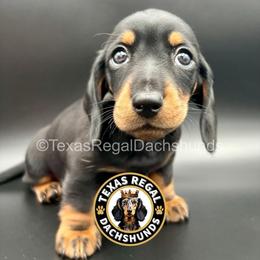 Colin - Black and tan male Dachshund puppy in Houston, Texas from Texas Regal Dachshunds LLC