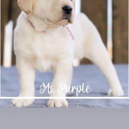 Golden Retrievers and Labrador Retrievers from Leavitt Retrievers
