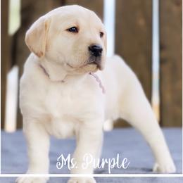 Golden Retrievers and Labrador Retrievers from Leavitt Retrievers