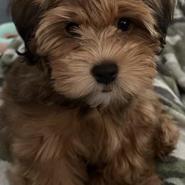 Havanese and Havapoo Puppies from Ladypawspuppies