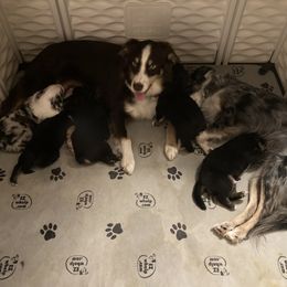 Miniature Australian Shepherd Puppies from Southern Maine Aussies