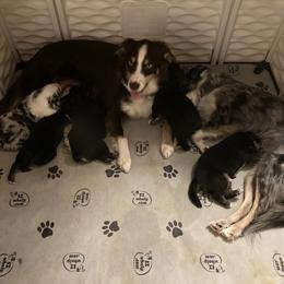 Miniature Australian Shepherd Puppies from Southern Maine Aussies