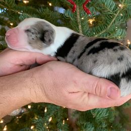 Australian Shepherds from Olson's Aussies