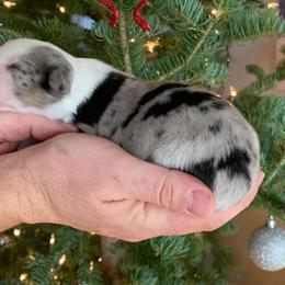Australian Shepherds from Olson's Aussies